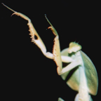praying mantis on a shoe
