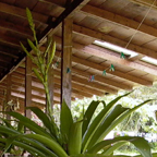 bromeliads along the station deck