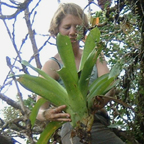 Aimee lowers down a bromeliad
