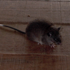 mouse, or perhaps a more tropical rodent