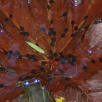 tadpoles in a submerged Cecropia leaf