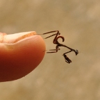 tiny bug