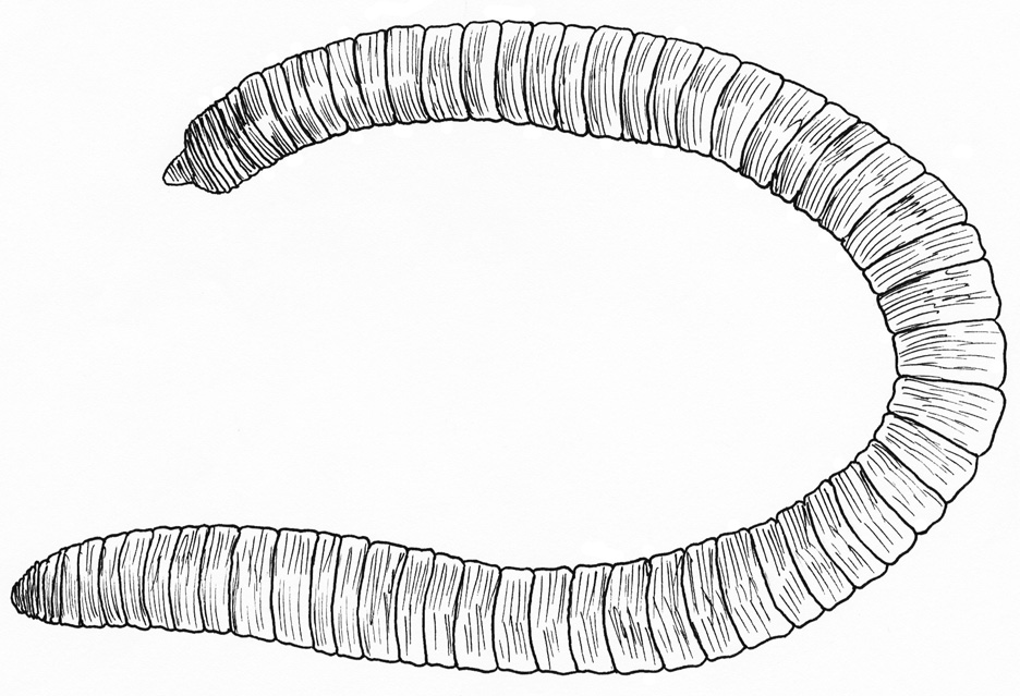Червь березы. Олигохеты Naididae. Малощетинковые черви олигохеты. Кольчатые черви олигохеты.