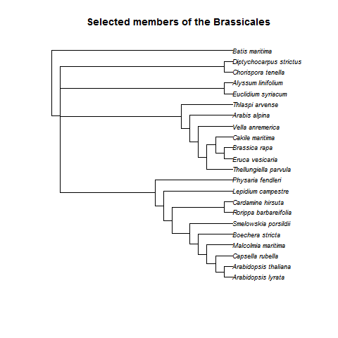 twentybrassicaceaereftree