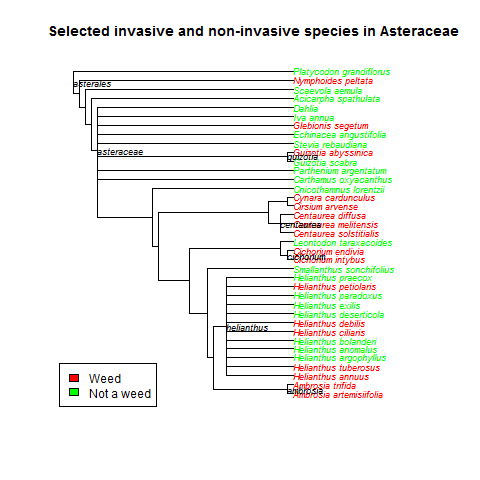 Weed designation based on presence in EOL invasive databases. For more infromation, see https://alienplantation.wordpress.com/2013/11/22/nuts-and-bolts-examine-invasiveness-across-phylogenetic-tree/.